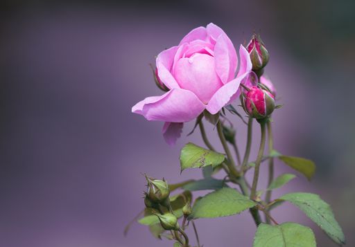 A closeup shot of a beautiful pink garden rose on a blurred background