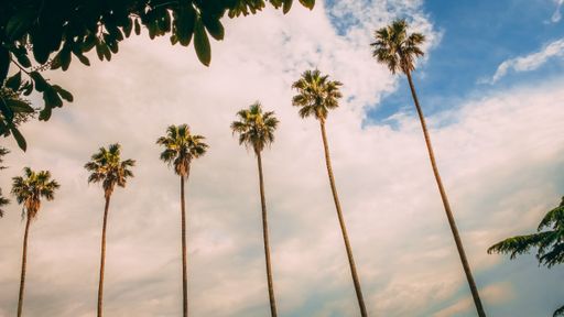 A low angle shot of tall palm trees under a cloudy blue sky