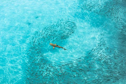 Blacktip Reef Shark in the Maldives