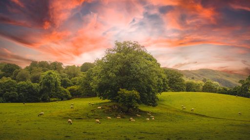The flock of sheep grazing in a green meadow against the background of the beautiful sky at sunset.