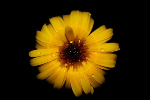 A close-up shot of water drops on a yellow flower on a dark background