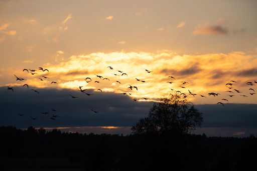 The silhouettes of  flock of birds in flight during dark cloudy sunset