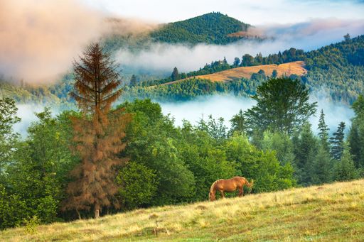 A beautiful view of a brown horse grazing on ground with pine trees with smoke in the blue sky