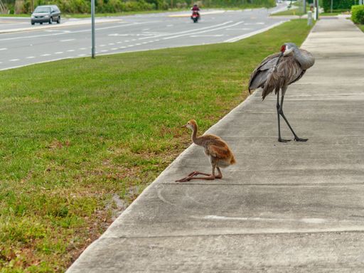 A sandhill crane on the street at daytime