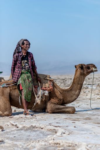 A vertical shot of a salt flats worker using a camel as a transportation