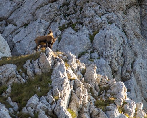 A chamois on a rocky mountain