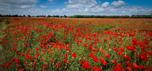 An attractive shot of Red Poppy fields and blue skies