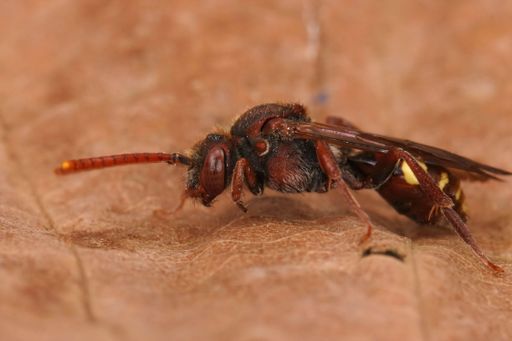 Closeup on a colorful red female flavous nomad cleptoparasite bee Nomada flava sitting on a dried leaf