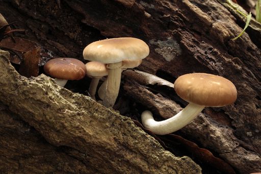 Tuft of young Cyclocybe aegerita ,Poplar mushroom, velvet pioppini, on a decaying oak Quercus log.
