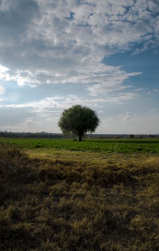 A vertical shot of a beautiful tree in the green field