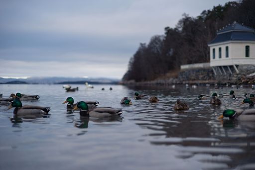 A group of adorable mallards swimming in and drinking water from the lake by the shore