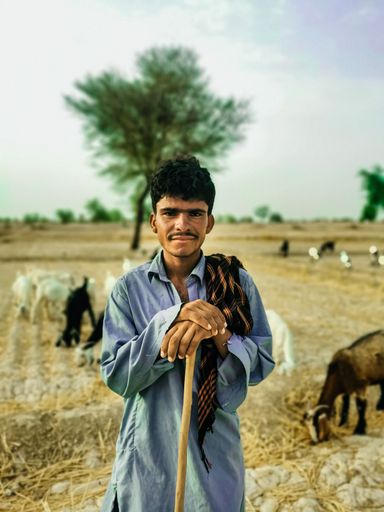 A shepherd in the field with grazing goats in the background