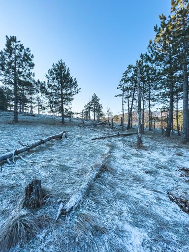 The fallen trees in a snowy forest