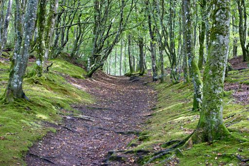 A pathway in a forest covered in greenery at daylight
