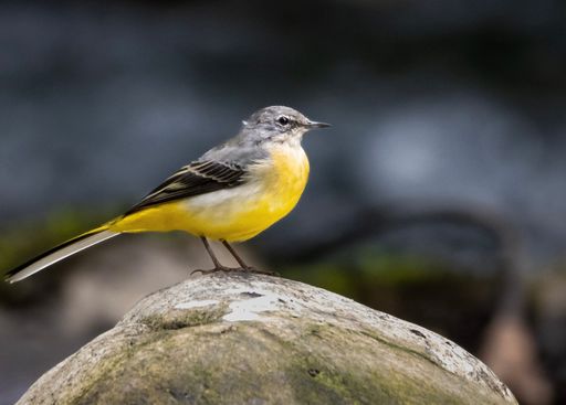 A cute yellow-throated Grey wagtail on a stone on a blurred background