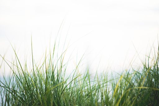 A closeup shot of a tall grassy field with a white blurred background