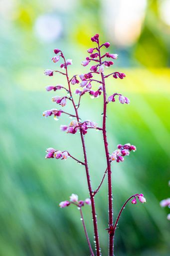 A vertical of Heuchera rubescens flowers covered in dew on a natural, blurred background