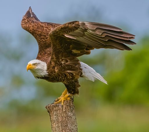 A bald eagle standing on a broken tree trunk spreading its wings preparing to fly