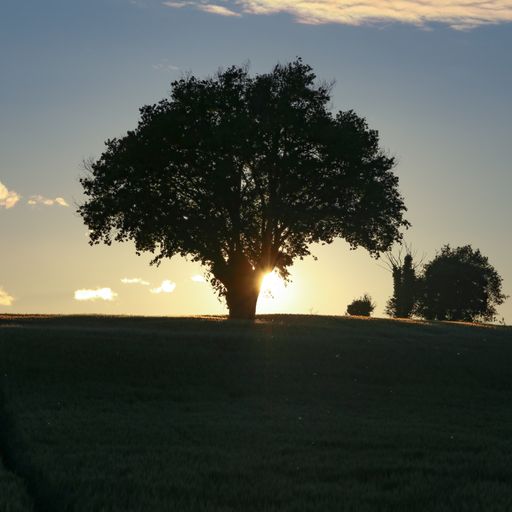 A vertical shot of a tree standing in the middle on top of a hill during sunset
