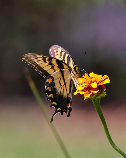 A closeup of Eastern tiger swallowtail butterfly on yellow flower