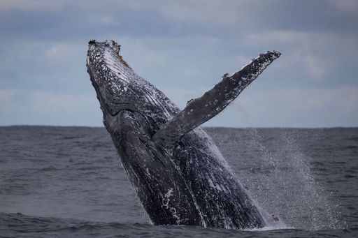 arge adult humpback half breach, Sydney, Australia