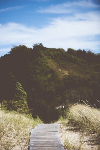 A vertical shot of a path made of wooden desks leading to the forest under the bright sky