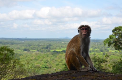 A closeup shot of a cute Toque macaque monkey sitting on the edge of a cliff in Sri Lanka