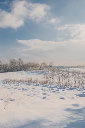 A vertical shot of a field covered in the snow under the sunlight at daytime