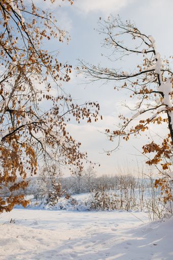 A vertical shot of a field covered in the snow under the sunlight at daytime