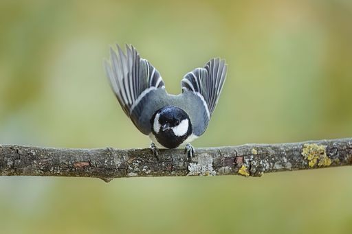 A closeup shot of a tit bird landing on a wooden tree branch