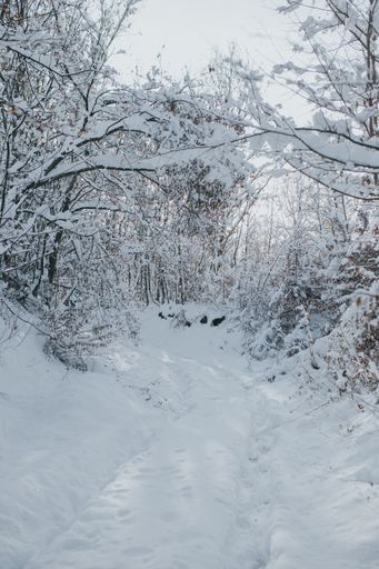 A vertical shot of a winter park covered with snow