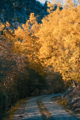 A vertical shot of a walking trail through bright yellow autumn trees