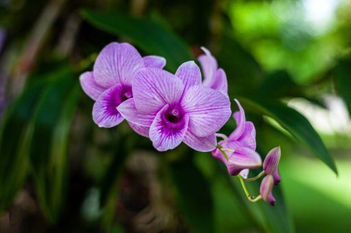 A closeup shot of blooming bright pink spotted orchid flowers