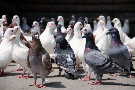 A closeup shot of a flock of white and gray pigeons perched on a road