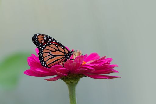 A closeup shot of a monarch butterfly on a pink flower under sunlight with blurred background