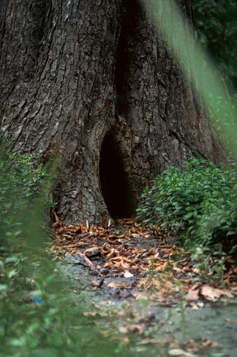 A vertical shot of a tree trunk with green grass around in Margaret Island, Budapest, Hungary