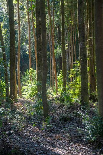 A vertical shot of lush trees with thin trunks in a forest in Chile