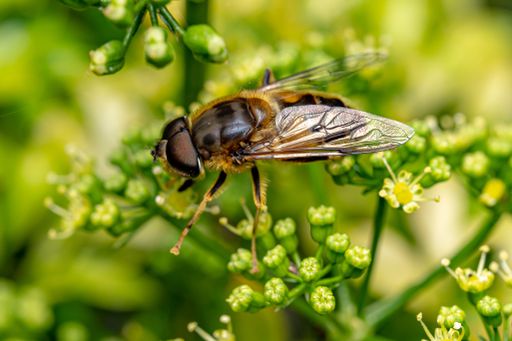 A closeup shot of a Bee perched on a flower in garden