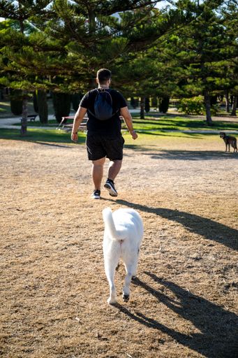 A white swiss Shepherd mixed with English pointer standing on grassland and walking behind male