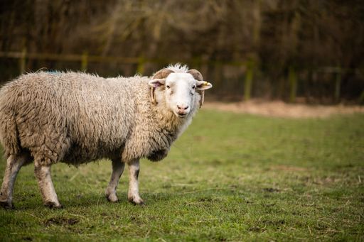 A sheep in a field looking at the camera