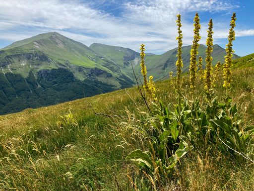 mullein plant, or Verbascum, and mountains of Monti Sibillini national park, Italy