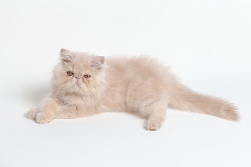 A closeup shot of a white Persian cat isolated on a white background
