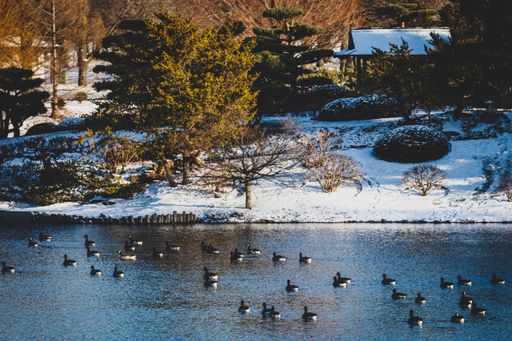 An aerial view of flock of black birds swimming in the lake by white snowy shore