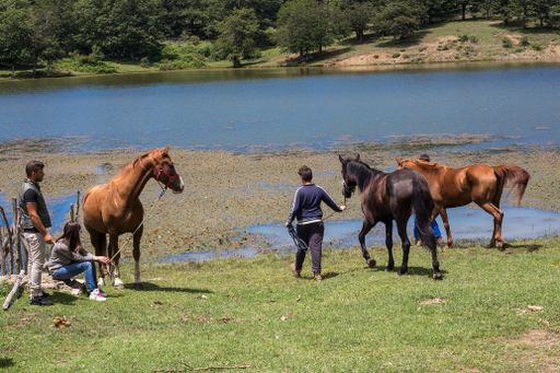 Three horse being bathed by people on the shore of Lake Maulazzo, Nebrodi Mountains, Sicily, Italy
