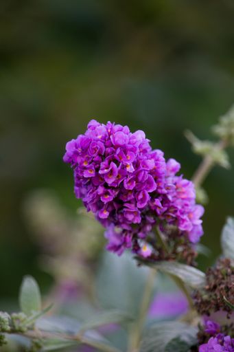 A vertical shot of a butterfly bush flower in a field under the sunlight with a blurry background