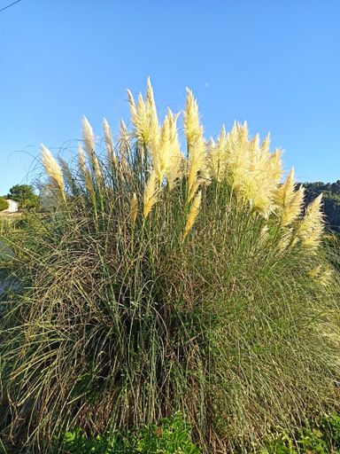 A vertical shot of a pampas grasses