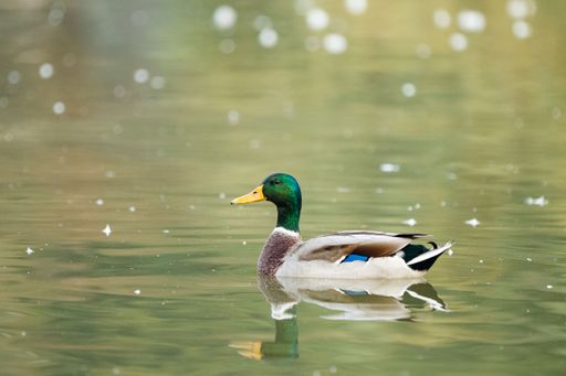 A selective focus shot of a mallard duck (Anas platyrhynchos) swimming in the lake