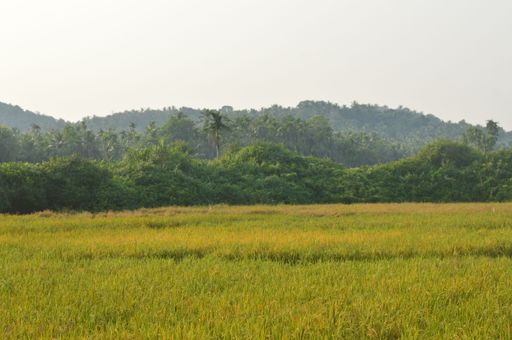 A beautiful shot of a green landscape during the day