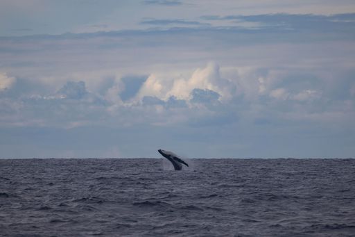Distant humpback whale breach on an overcast day, Sydney, Australia