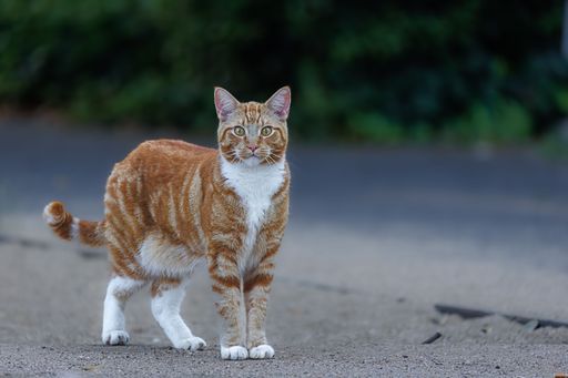 A selective focus of a golden cat
